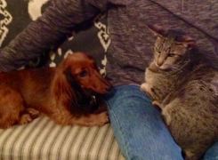 Chilling on the couch, Brandy and Ali