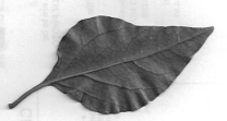 Bougainvillea Leaf